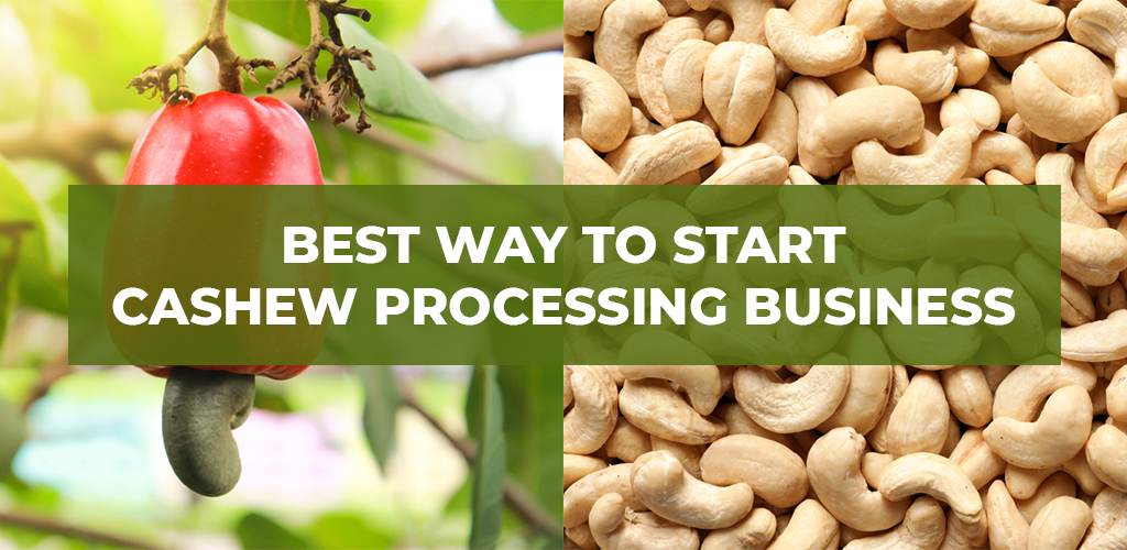 business plan on cashew nut production
